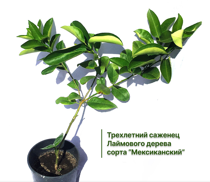 Заголовок