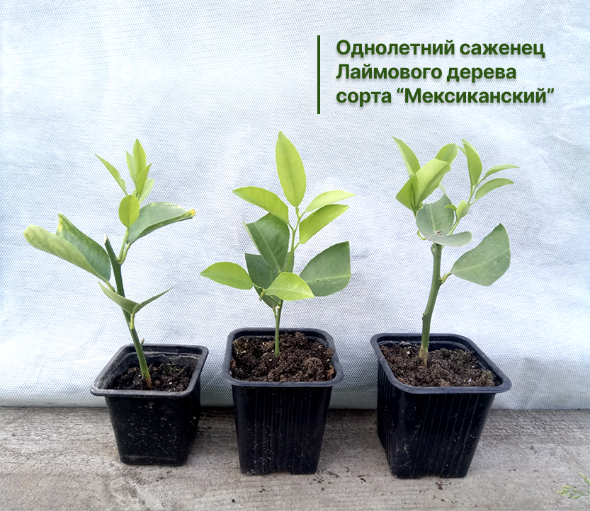 Заголовок